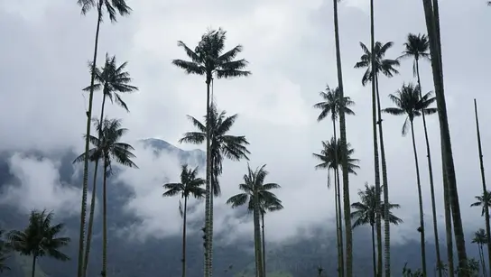 Die Gemeinde Cajamarca liegt etwa 300 Kilometer südwestlich von Bogotá auf 1.500 bis 3.500 Meter Höhe, das Ökosystem ist einzigartig.