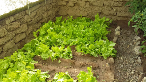 Bild von einem Salatbeet in einer Schule in Bolivien
