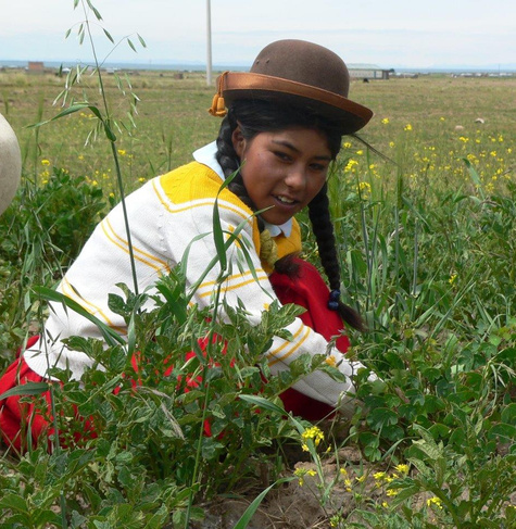 Peruanisches Kind bei der Feldarbeit