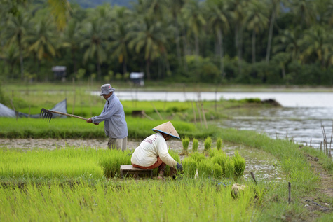 In Indonesien leben viele Menschen von der Landwirtschaft
