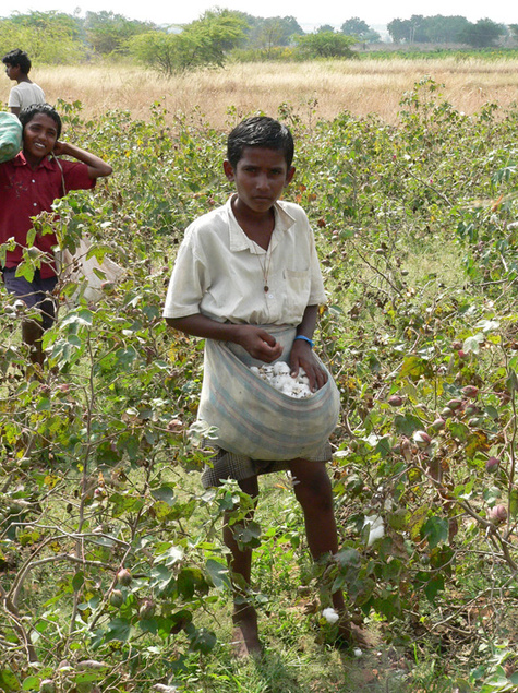 Kinder von Wanderarbeitern arbeiten mit auf dem Feld und können nicht zur Schule gehen.